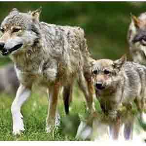 野狼高端招商群可信嗎？野狼互助社區(qū)是真的嗎？